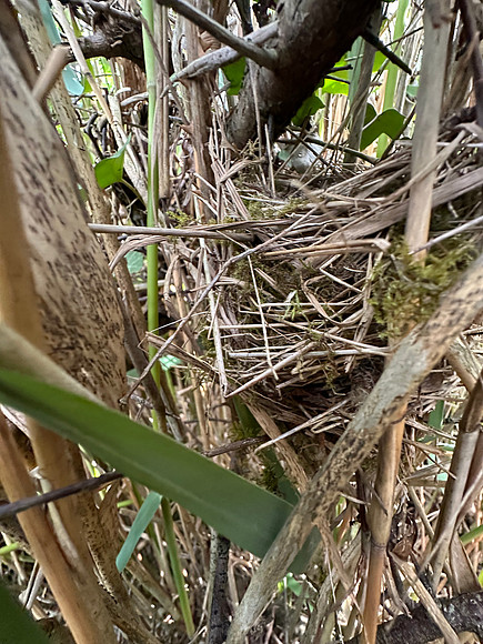 Sedge Warbler, Oldbury, May 2024