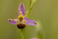 Bicolured Bee Orchid, Minchinhampton Common, June 2024