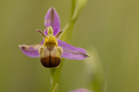 Bicolured Bee Orchid, Minchinhampton Common, June 2024