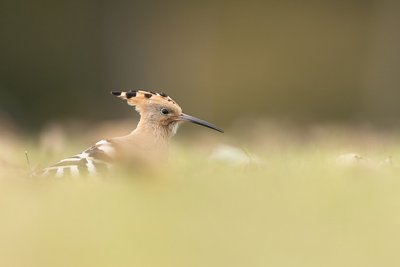 Hoopoe, Swansea, October 2024