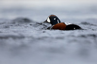 Harlequin Duck,  River Laxa, Iceland, May 2022