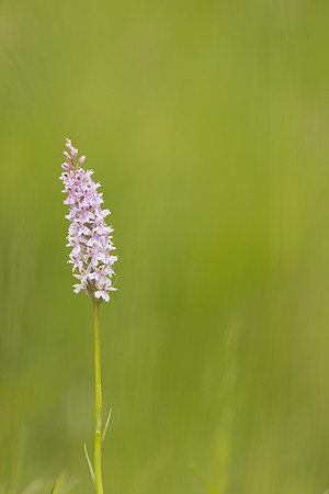 Common Spotted-orchid Orchid, Rudge Hill, June 2024