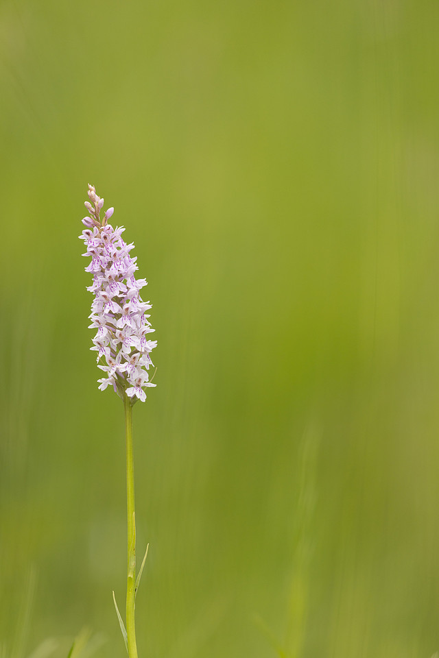 Common Spotted-orchid Orchid, Rudge Hill, June 2024