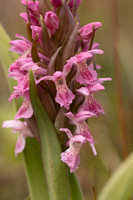 Early Marsh-orchid, Kenfig, June 2024