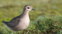 American Golden Plover, Davidstow, October 2014