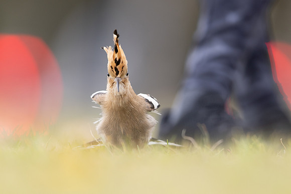 Hoopoe, Swansea, October 2024