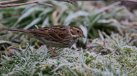Little Bunting, Forest Farm, Feb 2015