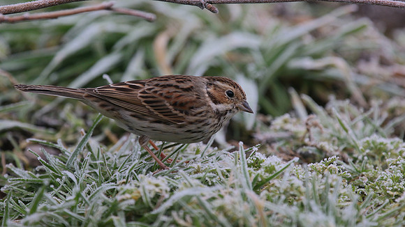 Little Bunting, Forest Farm, Feb 2015