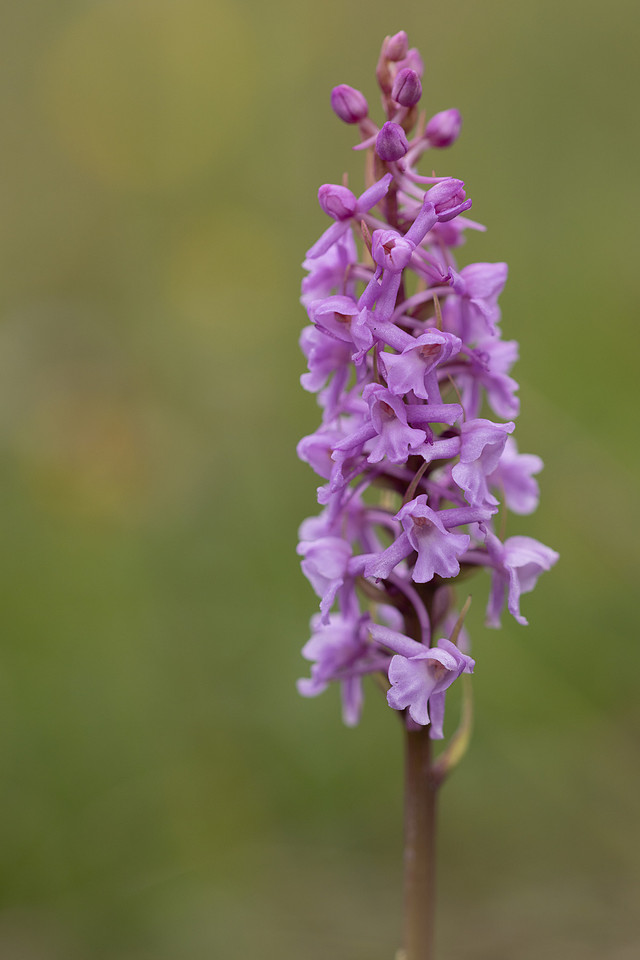 Chalk Fragrant-orchid, Morgans Hill, June 2024.
