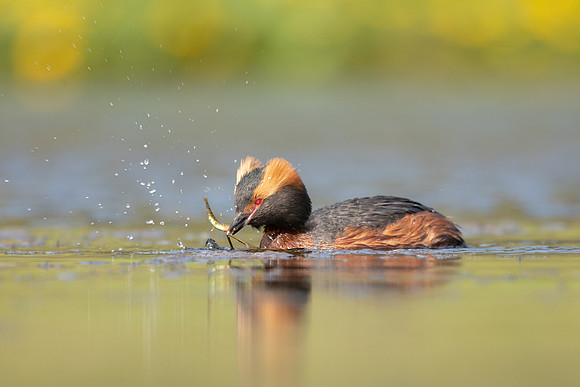 Slavonian Grebe, Iceland, May 2022