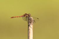 Common Darter, Oldbury Power Station, September 2023