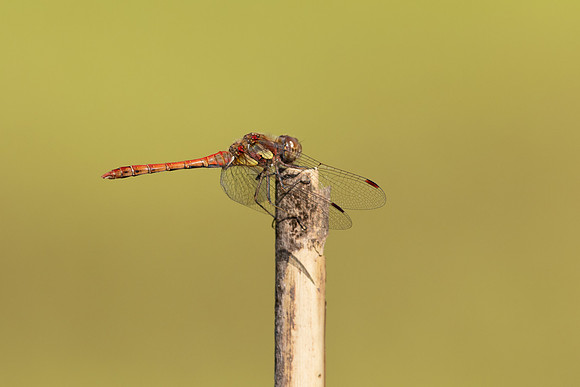 Common Darter, Oldbury Power Station, September 2023