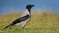 Hooded Crow