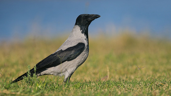 Hooded Crow, Paphos, Cyprus, October 2016.