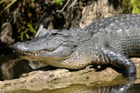 Alligator, Florida, February 2020