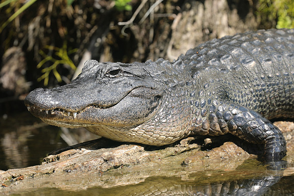 Alligator, Florida, February 2020