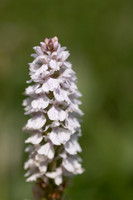 Heath Spotted-orchid, Vicarge Farm, June 2024