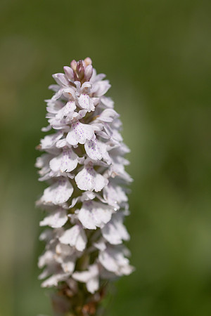 Heath Spotted-orchid, Vicarge Farm, June 2024