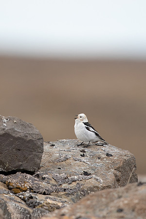 Snow Bunting, Raufarhofn, Iceland, June 2022