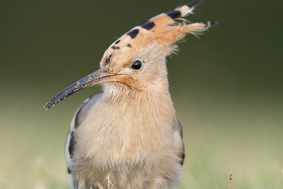 Hoopoe, Swansea, October 2024