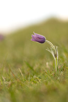 Pasque Flower, Cirencester, April 2020