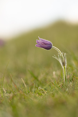 Pasque Flower, Cirencester, April 2020