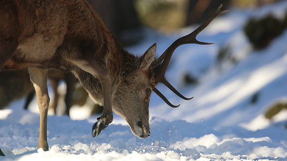Red Deer, Cairngorms, February 2015