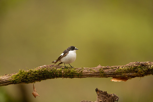 Pied Flycatcher, Forest of Dean, April 2022