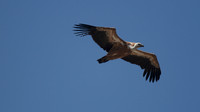 Griffon Vulture (rare breeder on Cyprus) Kensington Cliffs 2014