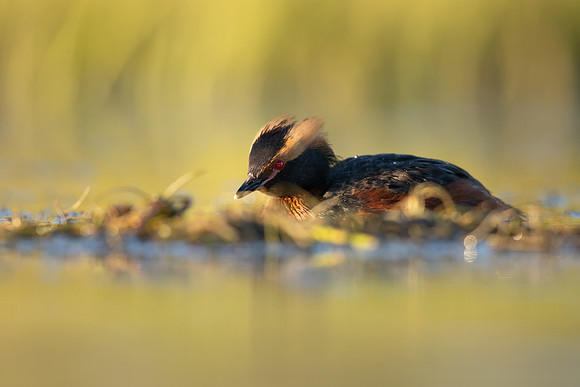 Slavonian Grebe, Iceland, May 2022