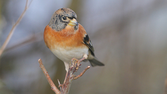 Brambling, Scaling Dam, January 2015