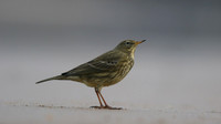 Rock Pipit, Skinningrove, November 2016