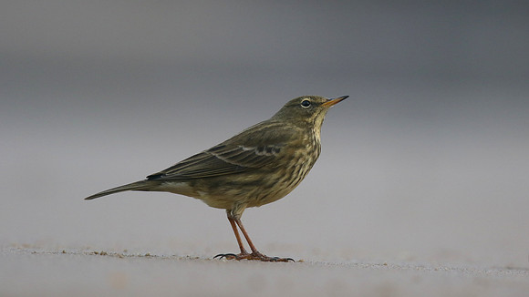 Rock Pipit, Skinningrove, November 2016
