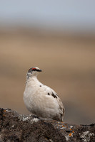 Ptarmigan, Raufarhofn, Iceland, June 2022