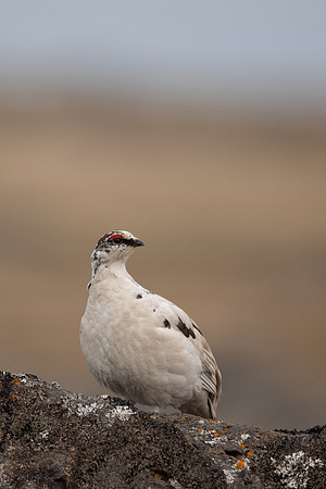 Ptarmigan, Raufarhofn, Iceland, June 2022