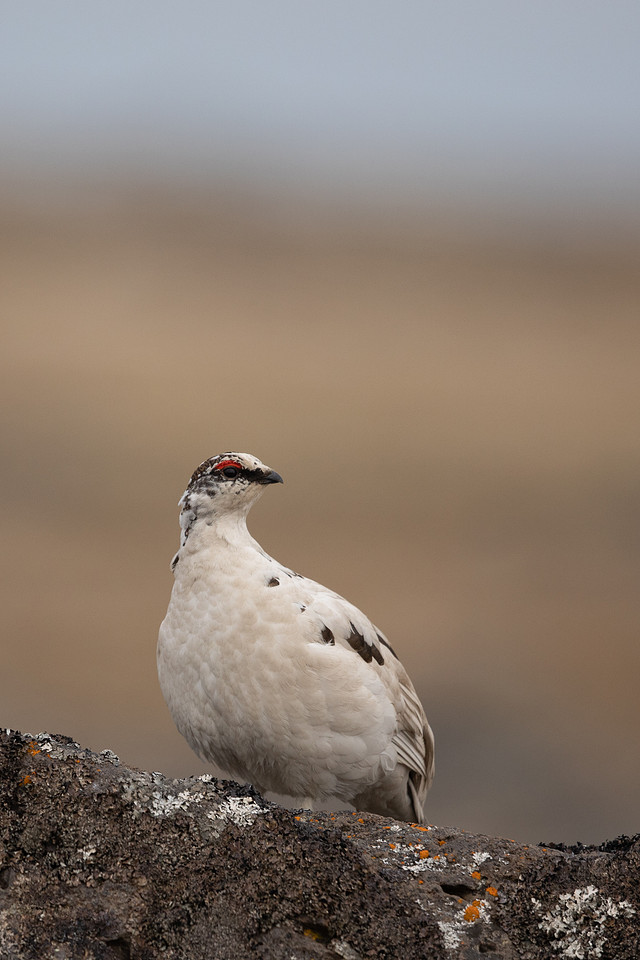 Ptarmigan, Raufarhofn, Iceland, June 2022
