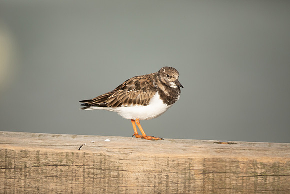 Turnstone, Lyme Regis, March 2022