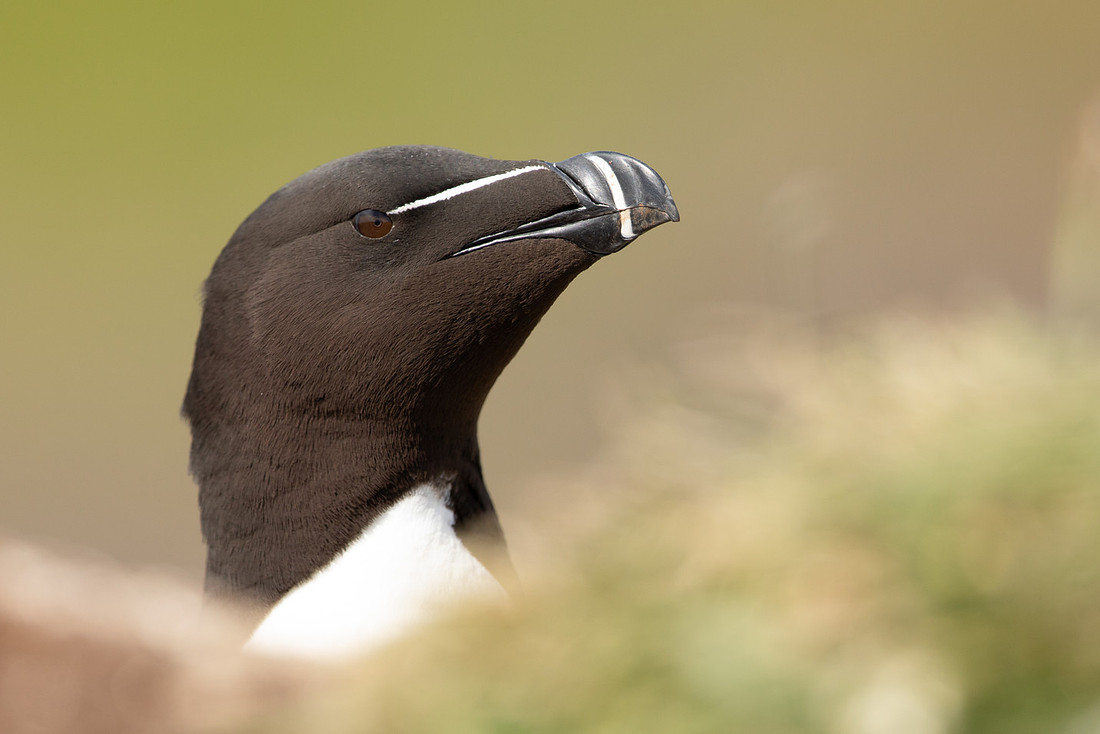 Razorbill, Lunga, May 2021