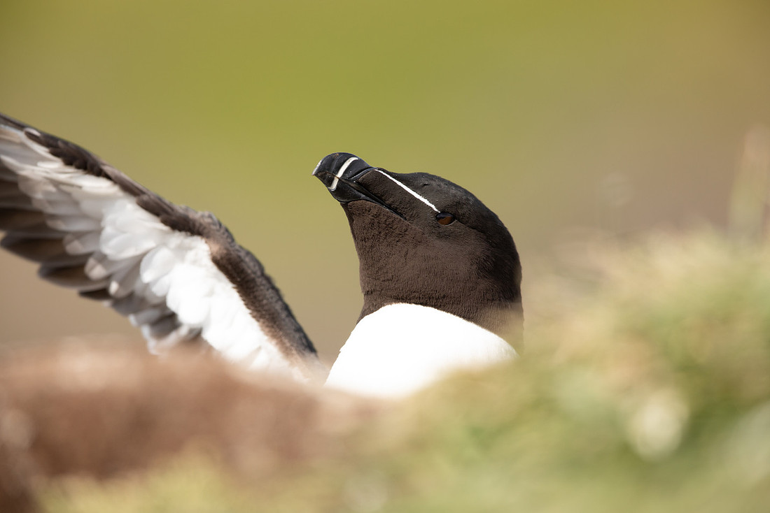 Razorbill, Lunga, May 2021