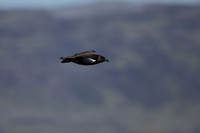 Great Skua, Lunga, May 2021