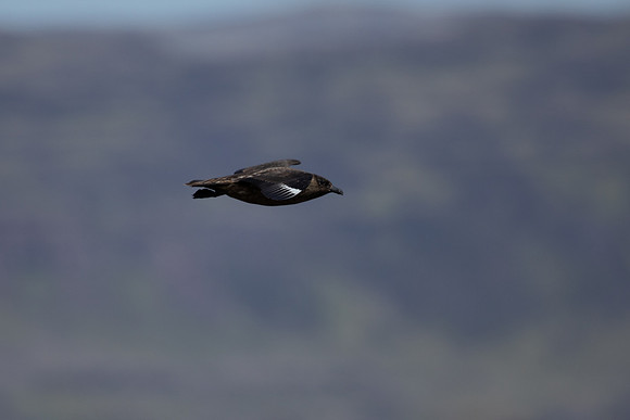 Great Skua, Lunga, May 2021