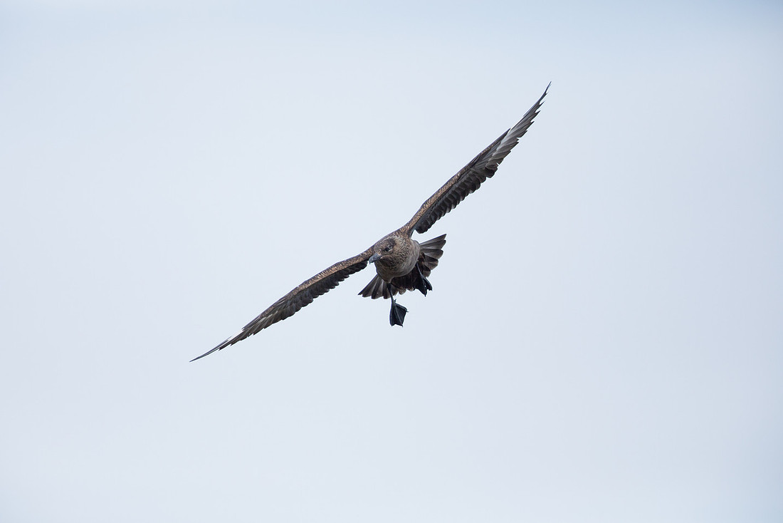 Great Skua, Lunga, May 2021