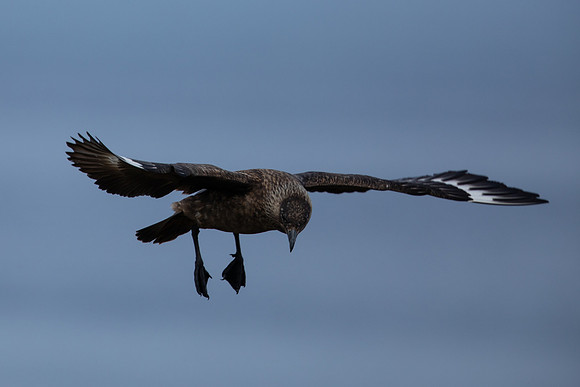 Great Skua, Lunga, May 2021