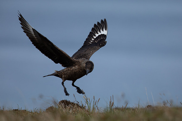 Great Skua, Lunga, May 2021