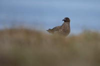 Great Skua, Lunga, May 2021