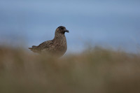 Great Skua