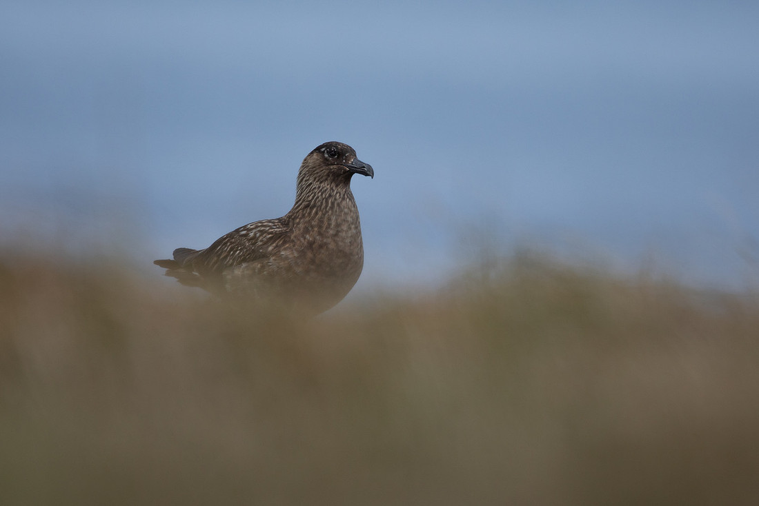 Great Skua, Lunga, May 2021