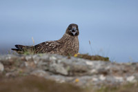 Great Skua, Lunga, May 2021
