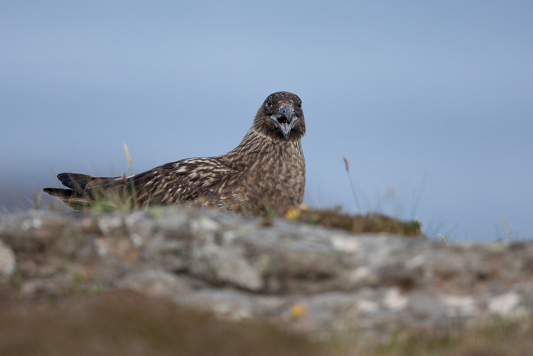 Great Skua, Lunga, May 2021