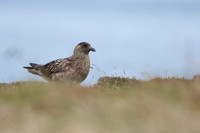 Great Skua, Lunga, May 2021